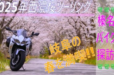 【ニンジャ６５０】これぞ岐阜県が誇る桜の群生地！！西濃地方で今年初の桜ツーリング！！【モトブログ】