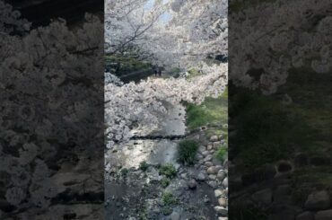 「さくら 野川　SAKURA NOGAWA」 武蔵野散歩 Musashino Walk     ＃shorts