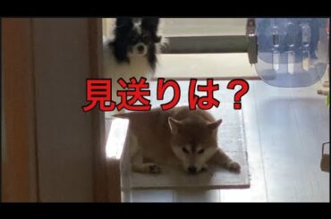 【柴犬飼い主55歳】今日の見送りありません。