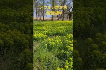 琵琶湖岸のノウルシ群生地、黄色花が目立ってきました。風車街道の桜と一緒に楽しめます。 #琵琶湖 #ノウルシ群生地 #風車街道 #さくら #癒し #滋賀県高島市 #shorts