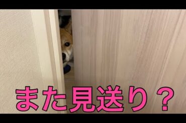 【柴犬飼い主55歳】飼い主の見送り面倒になりました。