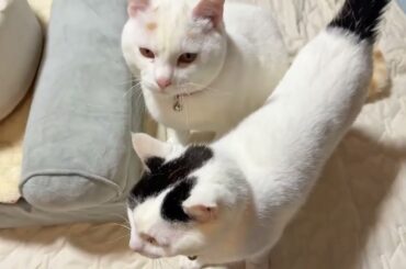 モモちゃんに配慮した夕ごはん：配膳編【25年4月20日その10】