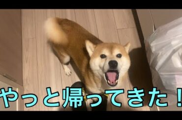 【柴犬飼い主55歳】帰宅したら今までにない歓迎をする犬。