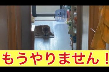 【柴犬飼い主55歳】何度も撮影をお願いしていたらいい加減飽きられました。