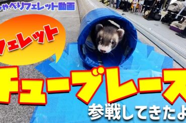 はるながフェレットチューブレースに参戦！【おしゃべりフェレット動画】  #ferret  #フェレット #ペット #小動物