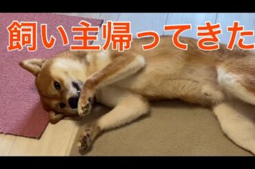 【柴犬飼い主55歳】柴犬の一日