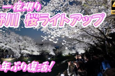 6年ぶり復活！【野川桜ライトアップ2025】コロナ禍を乗り越えた一夜限りの奇跡の夜に包まれる幻想風景 野川の夜桜がまた光を取り戻した夜