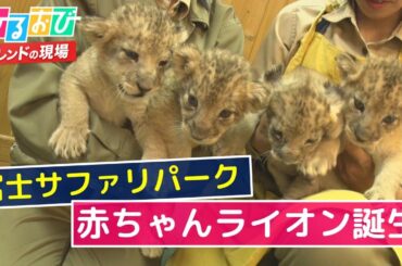 【ひるおび】富士サファリパークの赤ちゃんライオンを 小沢アナがご紹介！