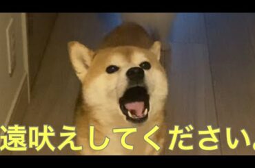 【柴犬飼い主55歳】遠吠え一緒にしてください。