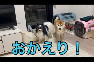 【柴犬飼い主55歳】こんなに帰宅を喜んでもらえると毎日早く帰りたくなります。