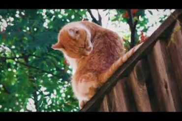 アニゲラ！ディドゥーーン　#75【Tomokazu Sugita】 2012 02 09【ゲスト：内田明理、丹下桜】　杉田智和　声優ラジオ