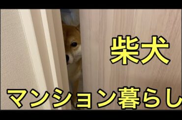 【柴犬飼い主55歳】マンションで柴犬と暮らしています。