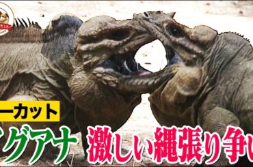 【ロケ素材ノーカット】超イカつい大型イグアナの縄張り争いが衝撃的！噛み付くまでの展開が面白い！結果は…【どうぶつ奇想天外／WAKUWAKU】
