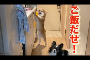 【柴犬飼い主55歳】撮影やめてメシ早く出せ！