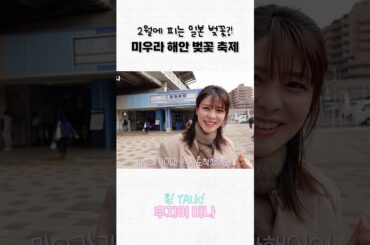 일본에서 가장 빨리 피는 벚꽃🌸