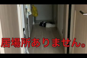 【柴犬飼い主55歳】柴犬にいじめられ行き場がないパピヨン。