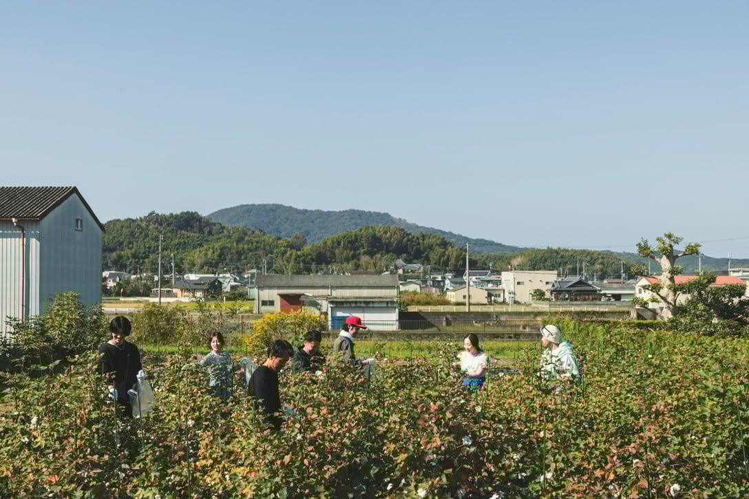 綿花栽培の様子