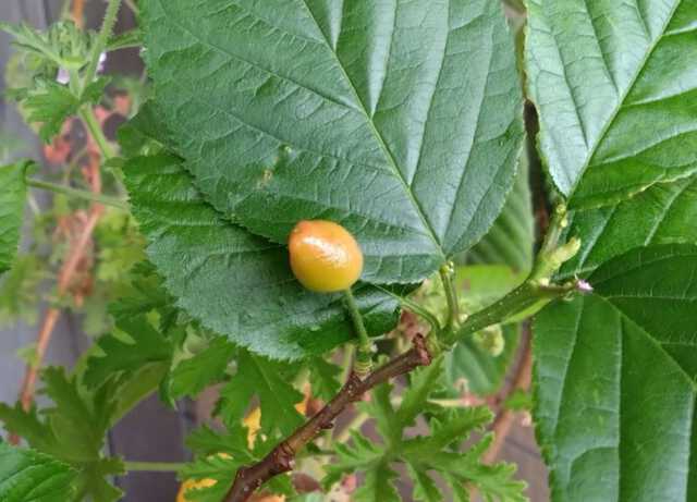 津久井教生さん　公式ブログより引用