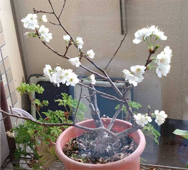 津久井教生さん　公式ブログより引用