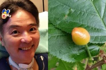 【 ニャンちゅう 】 声優・津久井教生さん　ベランダの鉢植えにサクランボが実ったことを報告　「妻と楽しみにしているのですが　鳥も楽しみにしているようです」「生きる力ってすごい」　【ＡＬＳ闘病】|au Webポータル芸能ニュース