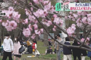 【街録】あなたのおすすめ桜スポットは？　道内の穴場をご紹介　道民は飲食しながら花見しない！？