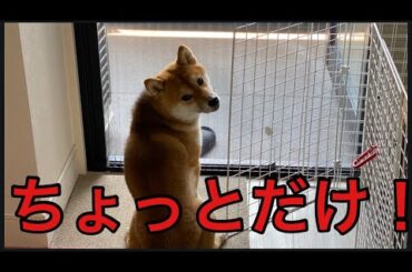 【柴犬飼い主55歳】柴犬にちょっと自宅警備頼みましたが！