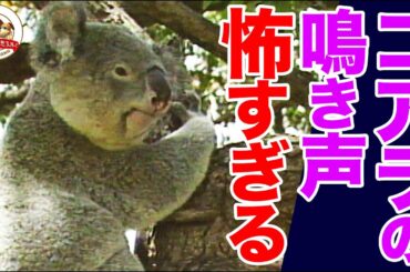 【驚愕】可愛らしいコアラの鳴き声がまさに悪魔!?泳ぐコアラの貴重映像！なぜ毒のあるユーカリを見分けられるのか？【どうぶつ奇想天外／WAKUWAKU】