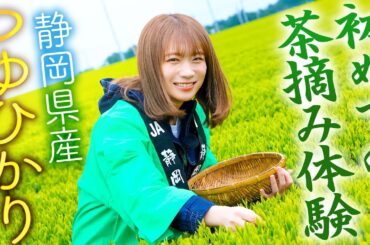 秋元真夏が有名茶産地多数の静岡県で「つゆひかり」の茶摘みを体験！！