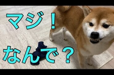 【柴犬飼い主55歳】慣れたと思ったら飼い主襲う！