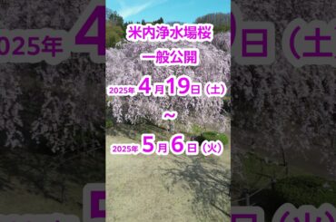 【盛岡市上下水道局】米内浄水場の桜一般公開#shorts