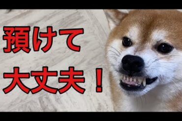 【柴犬飼い主55歳】柴犬を預けて忍野村に出向く飼い主。