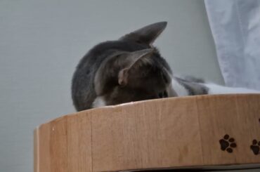 ボールであそぶアッシュくん