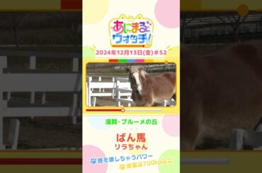 柵を壊すほどのパワー！「ばん馬」の「リラちゃん」　滋賀「ブルーメの丘」　#shorts #読売テレビニュース #すまたん ＃あにまるウォッチ #動物