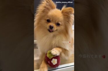 大沼晶保 盛れてるぷぐまるくん♪櫻坂46 5月6日