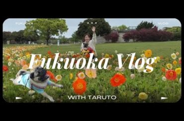 【Vlog】地元福岡に帰ったら愛犬たるとが元気すぎた