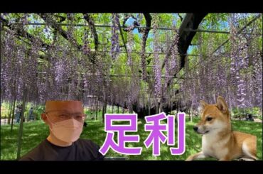 【柴犬飼い主55歳】飼い主が藤棚みて心うごかす。