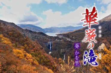 【MVワンコーラス】葵かを里「華厳の滝」【公式】