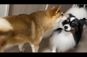 【柴犬飼い主55歳】パピヨン好きにあの柴犬がクレームありました。一緒にさせるな！と