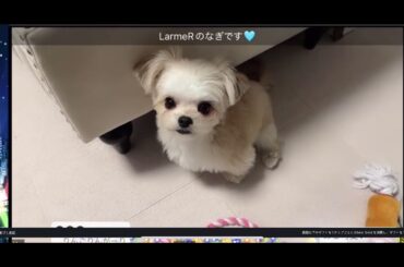20250302 坂口渚沙SHOWROOM ちまき出演部分