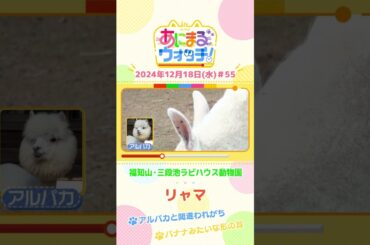 アルパカと間違われがち！？「リャマ」　京都「福知山市動物園」　#shorts #読売テレビニュース #すまたん ＃あにまるウォッチ #動物