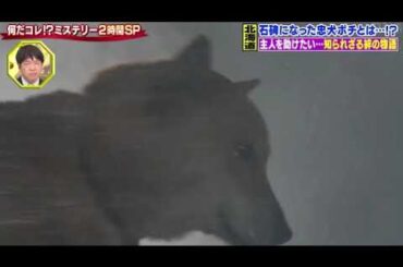 【何だコレミステリー】北海道・石碑になった忠犬ポチの物語(再現ドラマ/実際の映像)が感動すぎた＜見逃し配信/フル無料＞世界の何だコレミステリー2025年5月7日 LIVE FULL