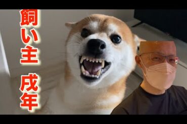 【柴犬飼い主55歳】やだよって柴犬に言われる飼い主は戌年だった。