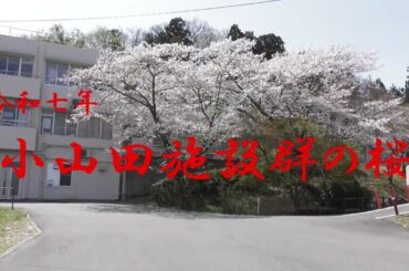 2025 小山田施設群の桜