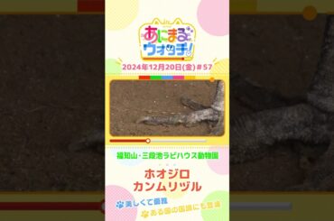 美しくて優雅！「ホオジロカンムリヅル」　京都「福知山市動物園」　#shorts #読売テレビニュース #すまたん ＃あにまるウォッチ #動物