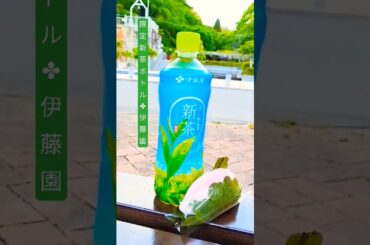 2025年初夏🌿八十八夜の新茶が美味しい季節です🌱伊藤園の新茶ボトル限定販売中!🍵柏餅や和菓子のお供に新茶を飲んでみてね🍵🍡🌱#藤枝市#静岡県#新茶#茶畑#伊藤園#富士市#大渕笹場#有村架純#松本穂香