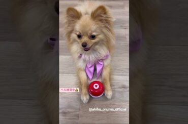 大沼晶保 ベル鳴らし練習中のぷぐまるくん♪