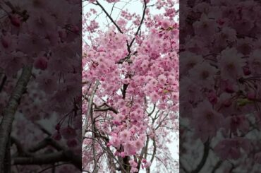 桜と記憶が咲く場所～米内浄水場～説明文