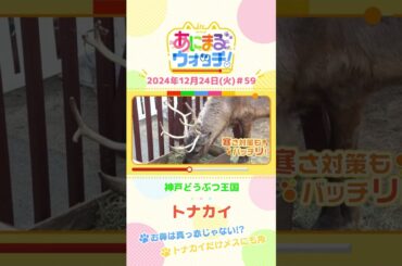 お鼻は真っ赤じゃない！？「トナカイ」の「リノ」　兵庫「神戸どうぶつ王国」　#shorts #読売テレビニュース #すまたん ＃あにまるウォッチ #動物