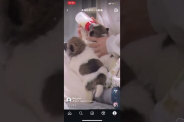 【ミルク爆飲み🍼】生後３か月！子犬の４きょうだい