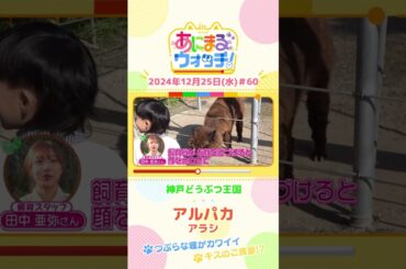 つぶらな瞳がカワイイ！「アルパカ」の「アラシ」　兵庫・神戸どうぶつ王国　#shorts #読売テレビニュース #すまたん ＃あにまるウォッチ #動物